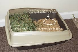 Litter Box Training