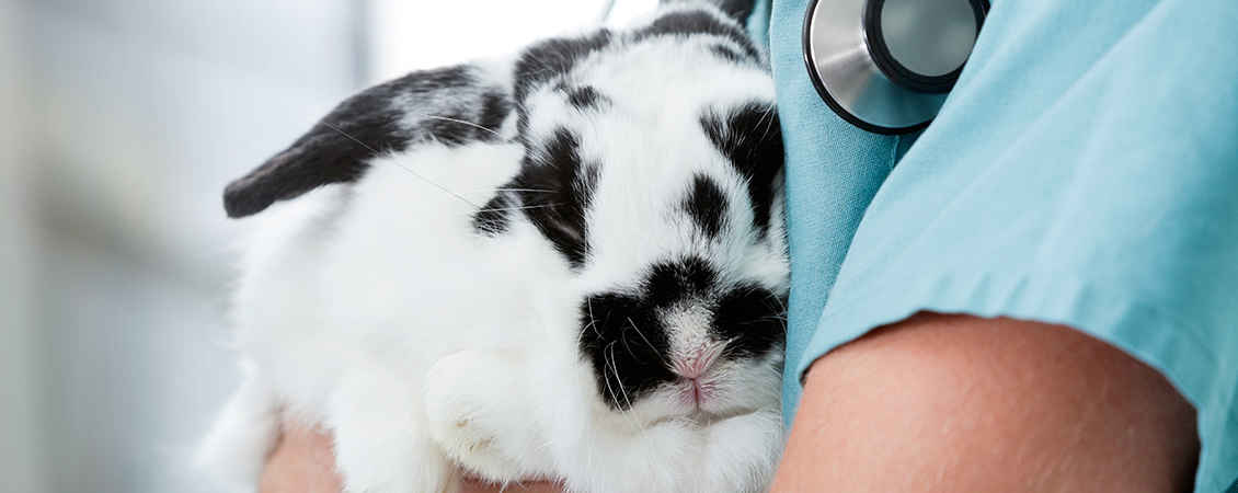 Recommended Vets