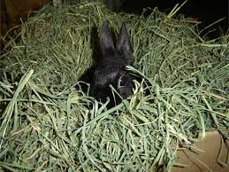 Unlimited Hay & Grass