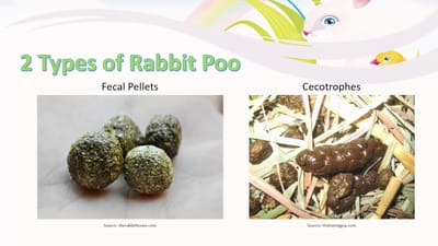 Know Your Bunny Poop