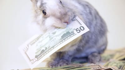 Rabbit Expenses