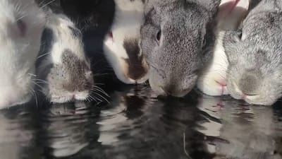 Ensure Your Bunny Is Hydrated