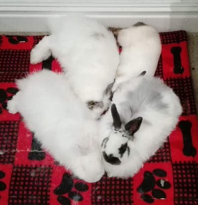 Your Rabbit Needs A Friend