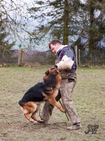 schutzhund sport image