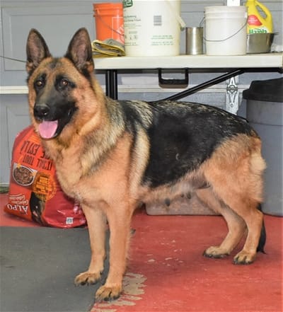german shepherd breed types! image