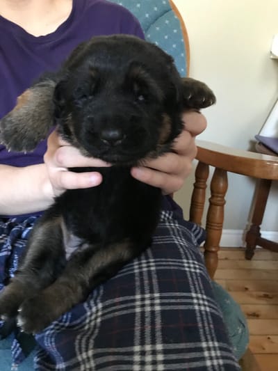 HEART MURMURS/UMBILICAL HERNIAS image