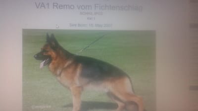 BREEEDING REQUIREMENTS IN GERMANY ! image