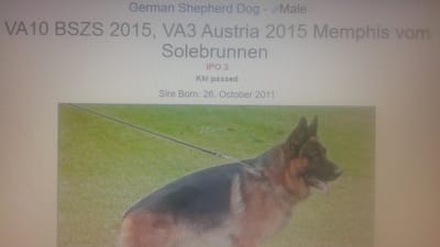 IMPORTANCE OF A PEDIGREE  image