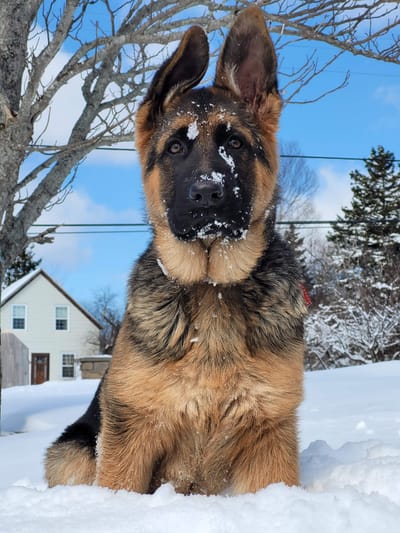 puppies and exercise-should you exercise your young german shepherd puppy? image