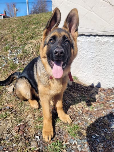 puppies and exercise-should you exercise your young german shepherd puppy? image