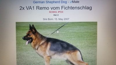 CHAMPION LINES/WHAT KIND OF CHAMPION ? image