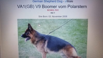 CHAMPION LINES/WHAT KIND OF CHAMPION ? image