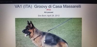 CHAMPION LINES/WHAT KIND OF CHAMPION ? image