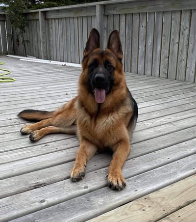 faq (important info on exercising further down the page) image