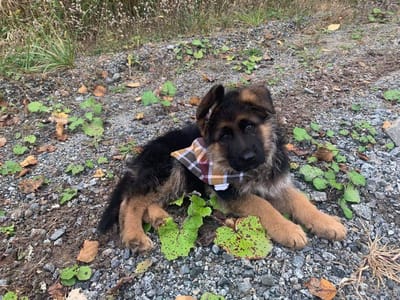 puppies and exercise-should you exercise your young german shepherd puppy? image