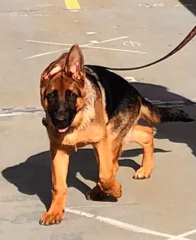 faq (important info on exercising further down the page) image