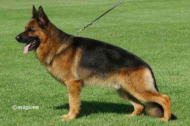 2x  VA1  REMO VOM FICHTENSCHLAG/GREAT GRAND FATHER TO CRUZ image