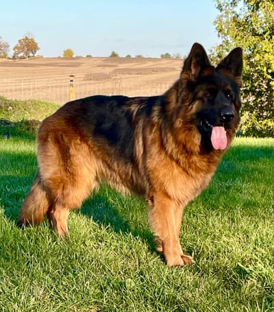 NITRA VON LOYALIST(ARIES) image