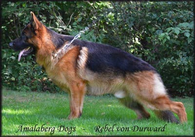 grandfather v1 reb&#039;l von durward/nitra von loyalist(aries)  image