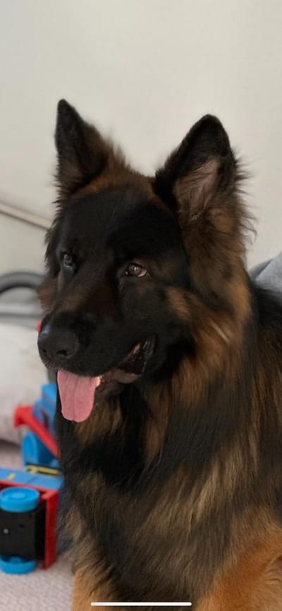 PRINCESS CHARLOTTE MKH HOUSE(LILA) RETIRED LIVING ON A FARM WITH MY PUPPY OWNERS ! image