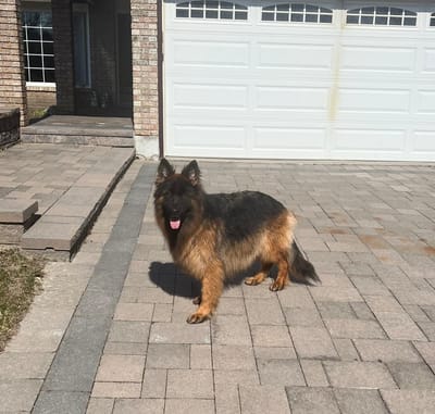 PRINCESS CHARLOTTE MKH HOUSE(LILA) RETIRED LIVING ON A FARM WITH MY PUPPY OWNERS ! image