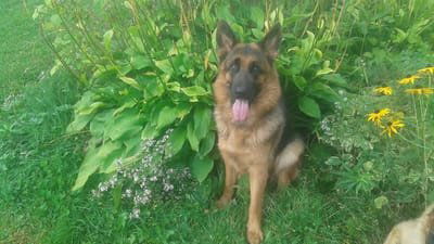 my beauties pedigrees image