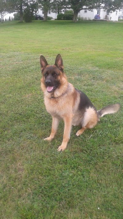 my beauties pedigrees image