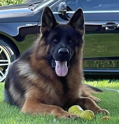  my beauties pedigrees image