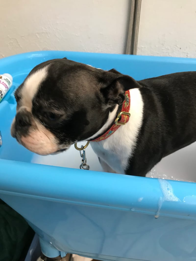 Mineral Paw Soak