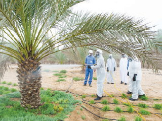 مشروع سوسة النخيل