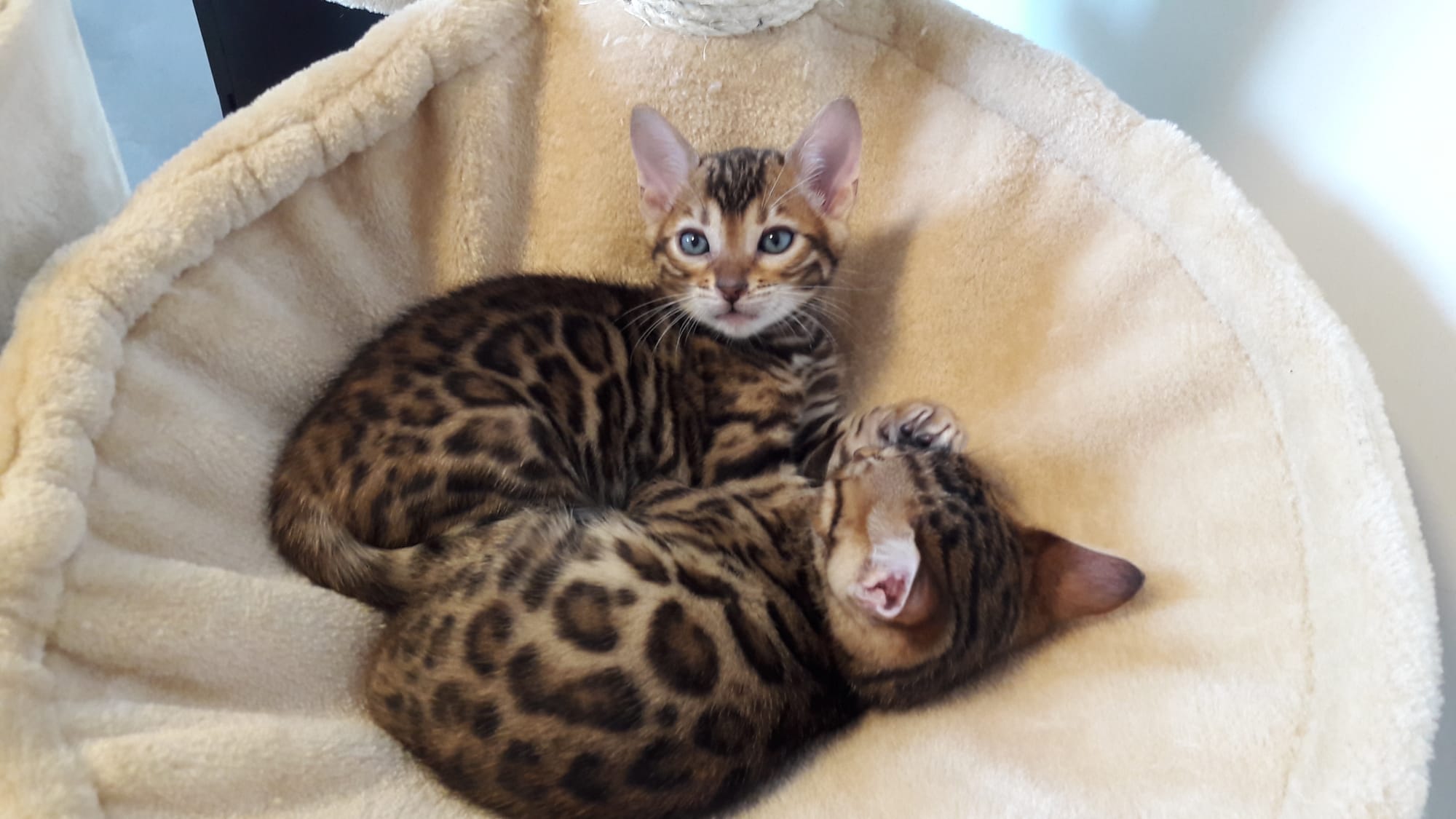 Brown Rosetted Tabby