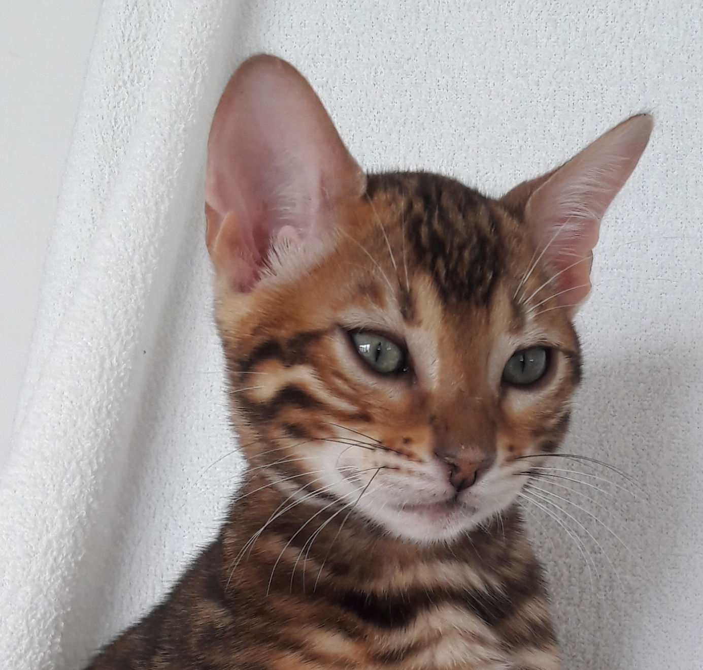 Brown Rosetted Tabby