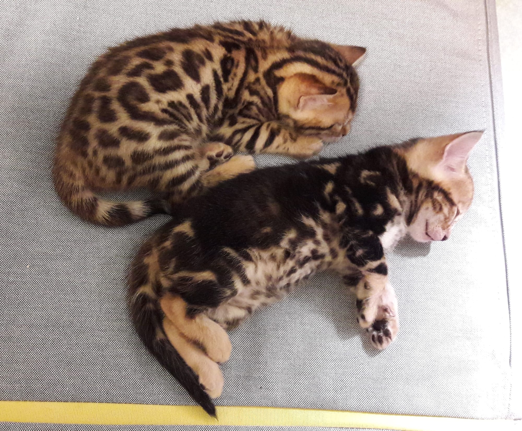 Brown Rosetted Tabby & Brown Marble Tabby