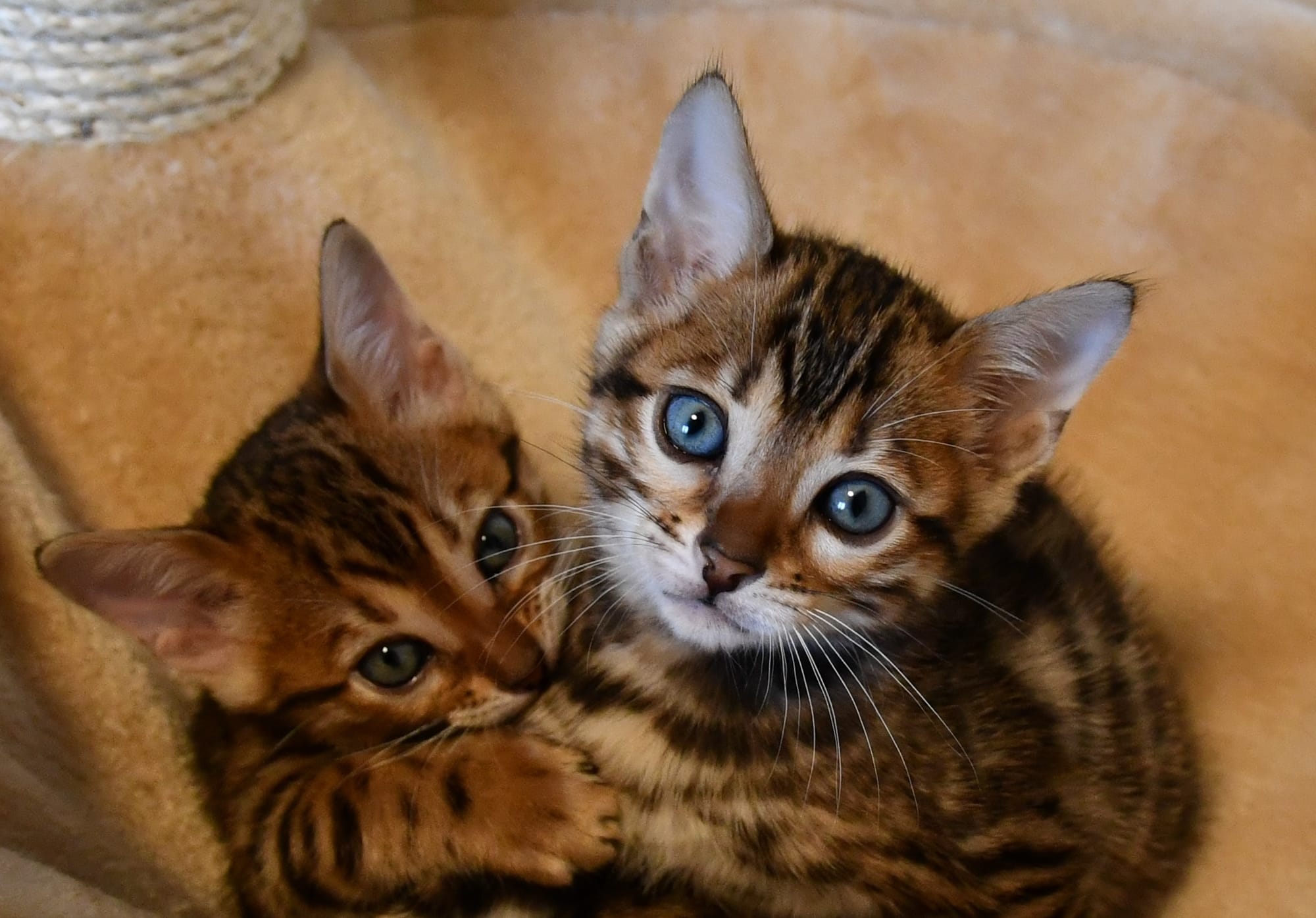 Brown Rosetted Tabbies