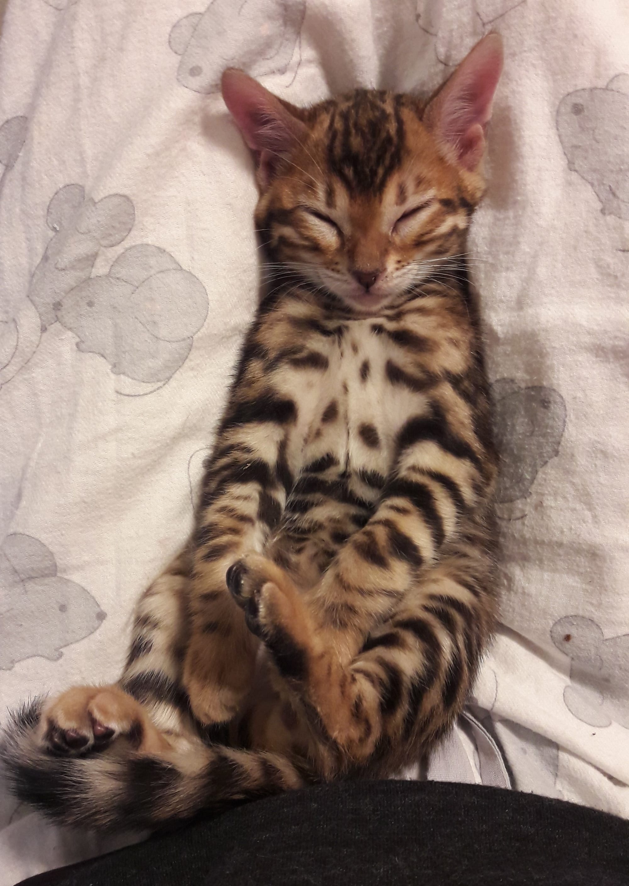 Brown Rosetted Tabby