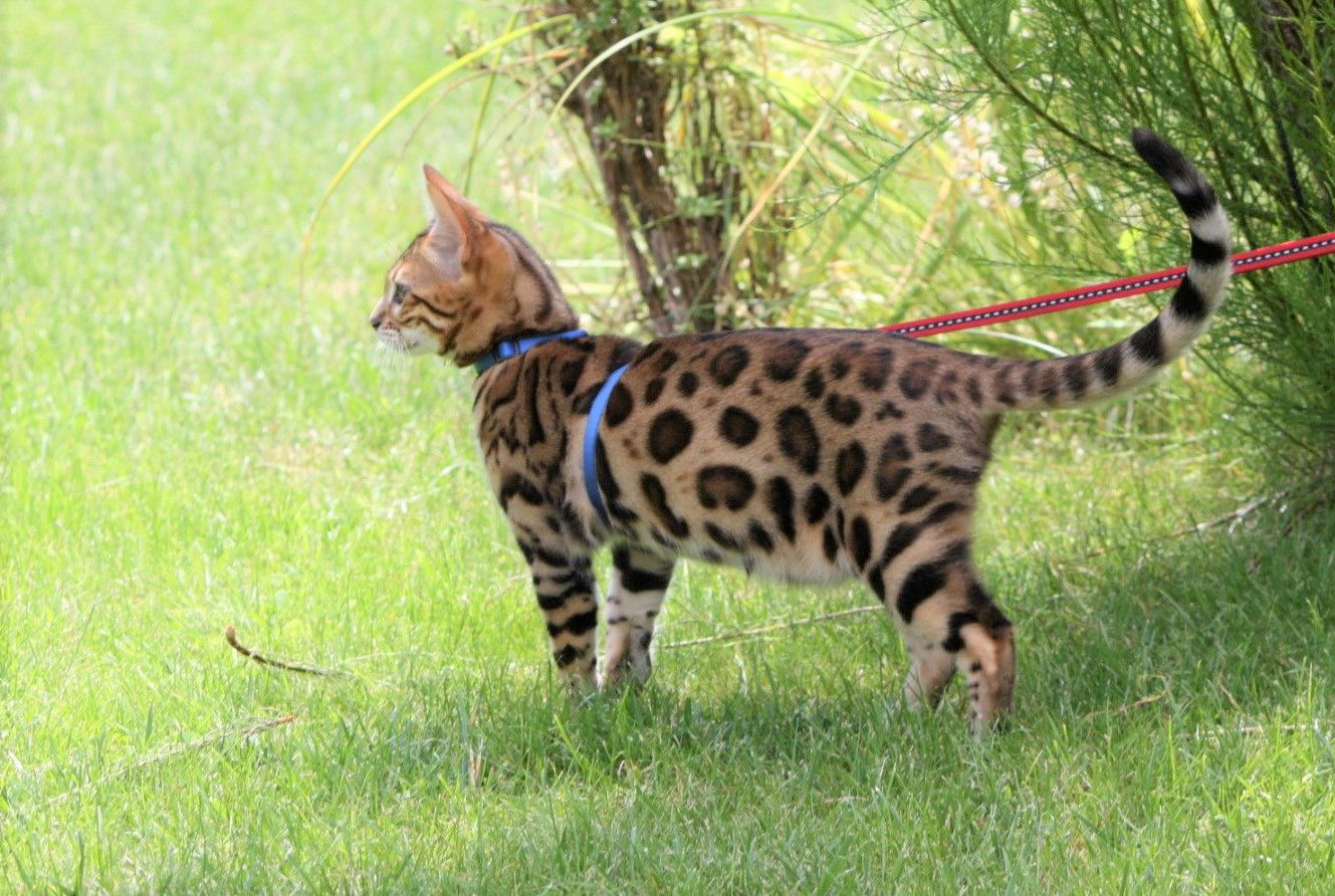 Brown Rosetted Tabby