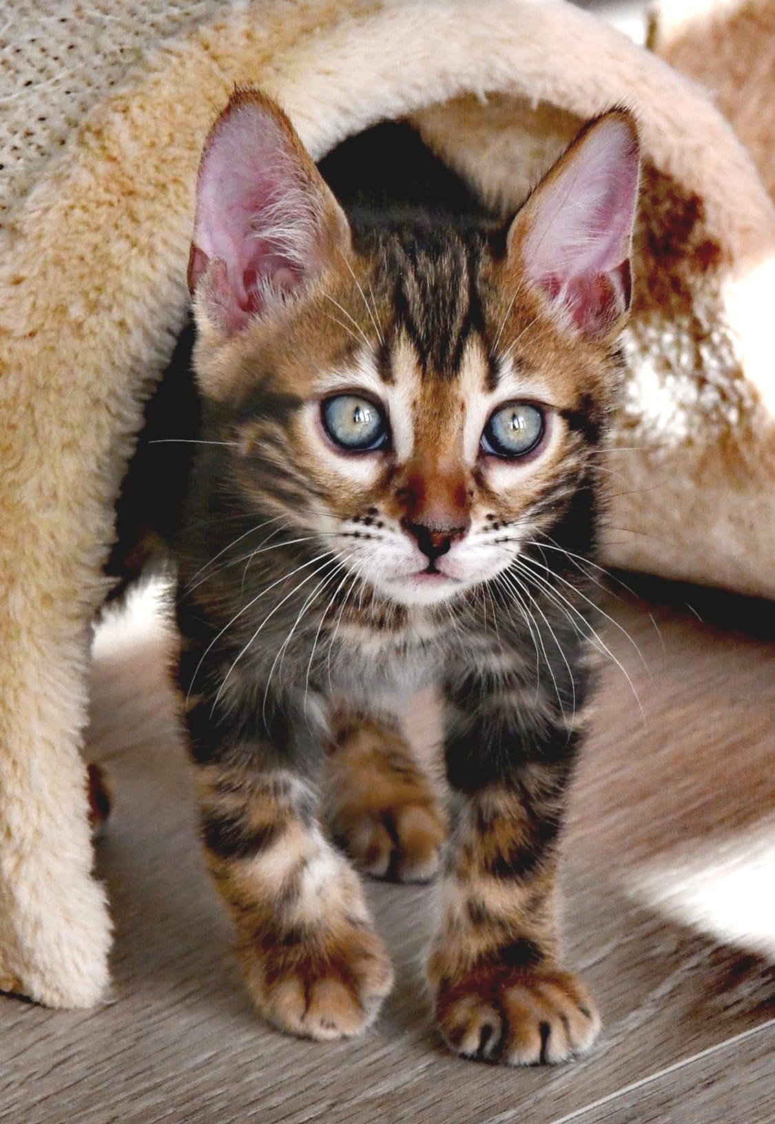 Brown Marble Tabby