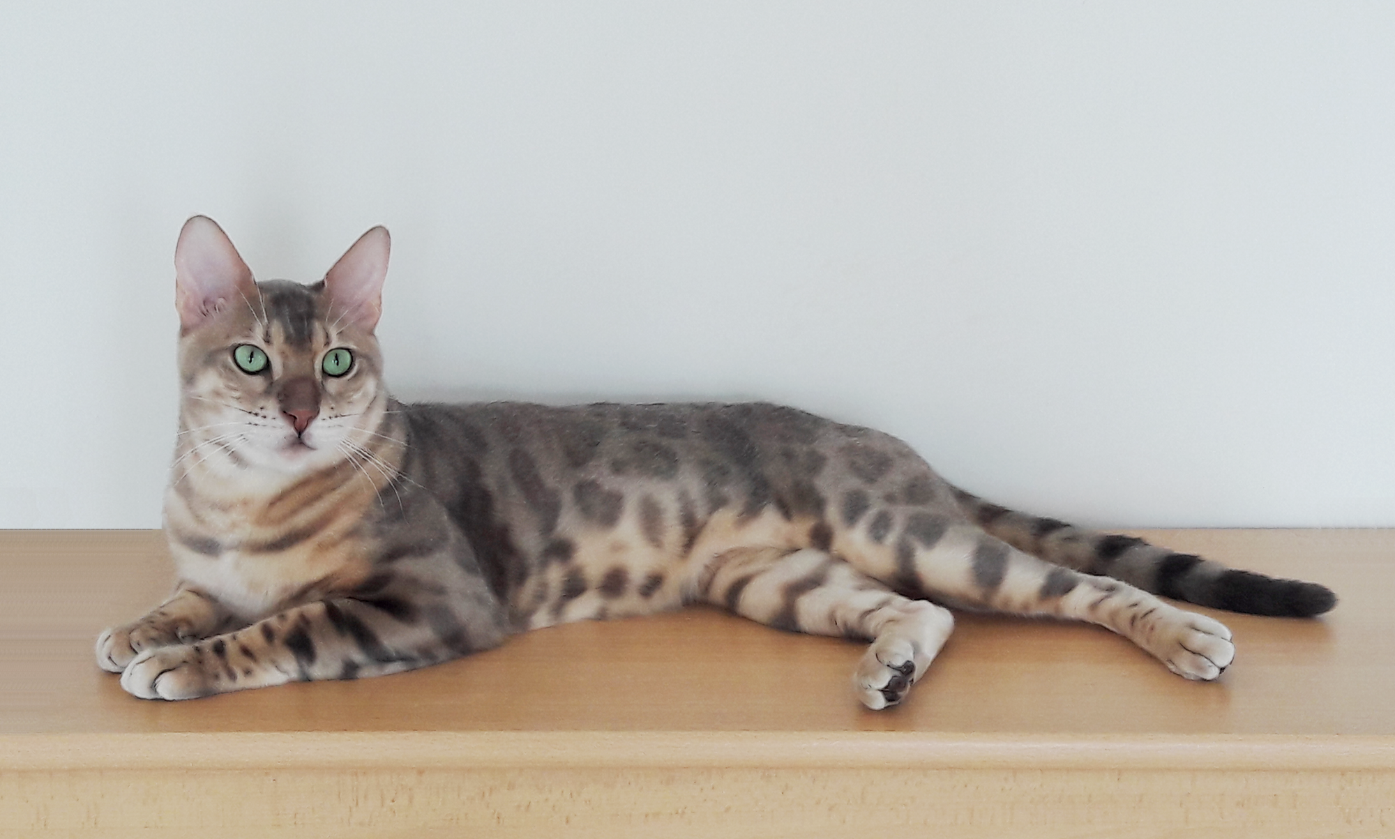 Mythos de Bengalina - Champion du Monde WCF