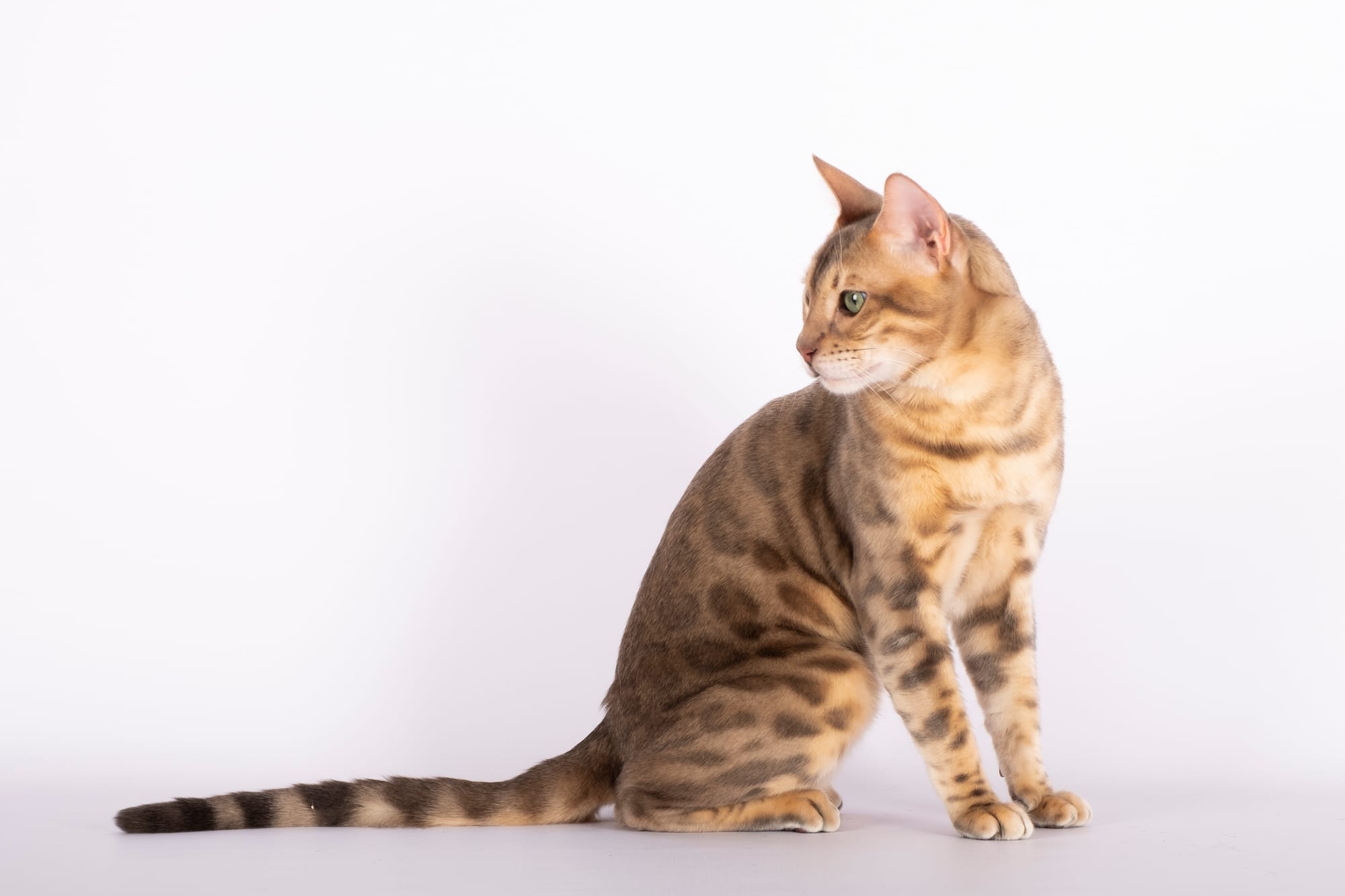 Mythos de Bengalina - Champion du Monde WCF