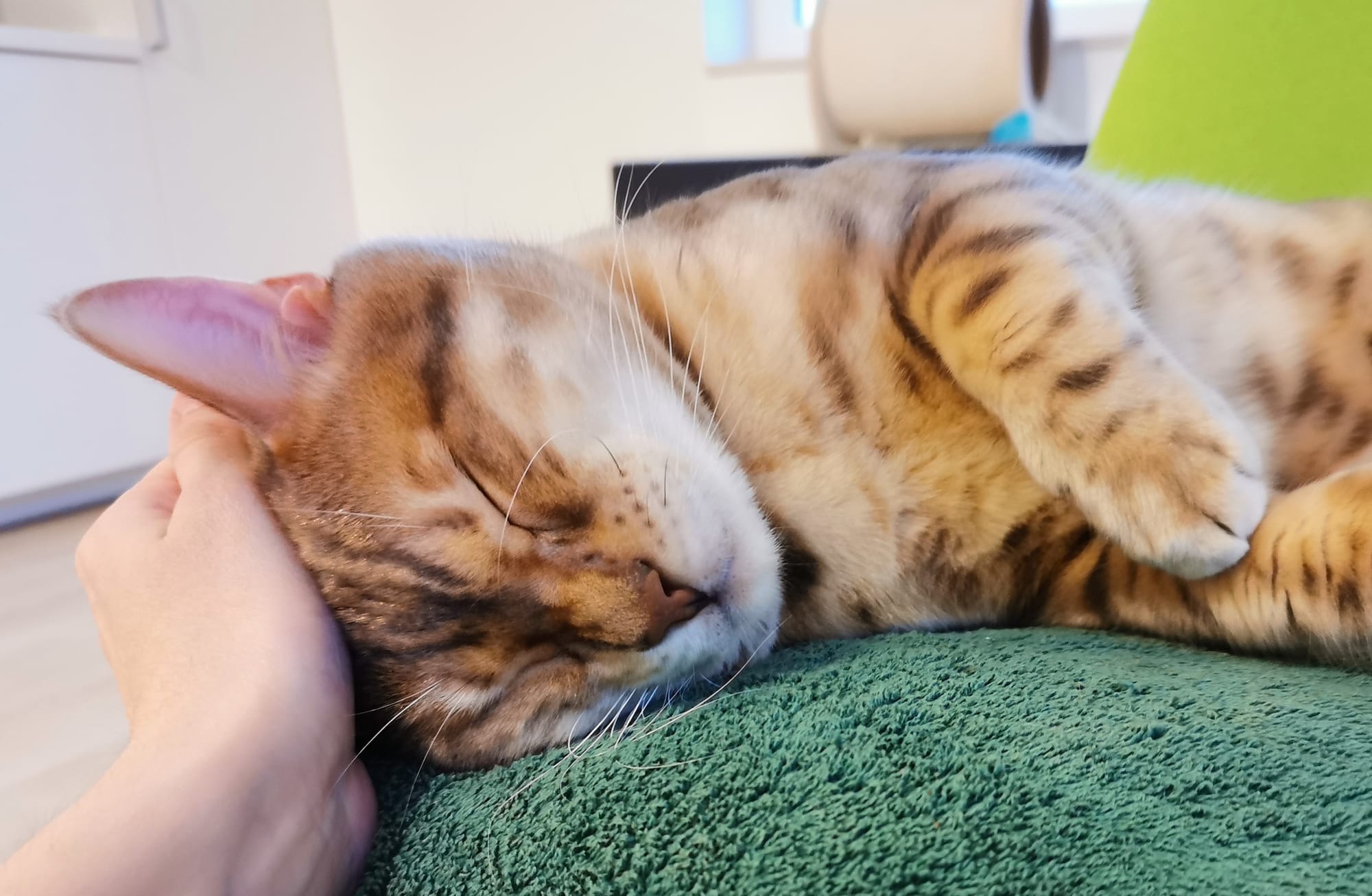 Mythos de Bengalina - Champion du Monde WCF