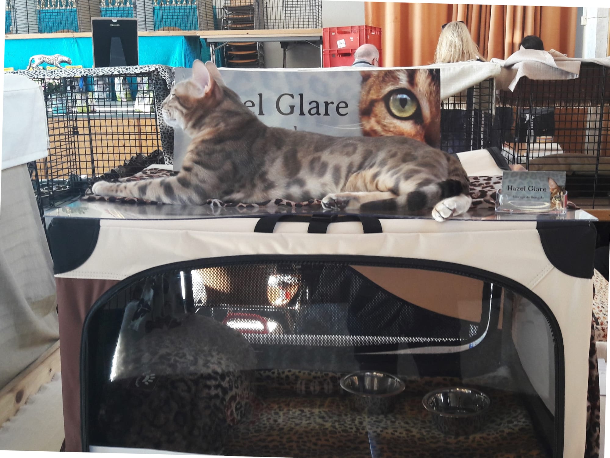 Mythos de Bengalina - Champion du Monde WCF