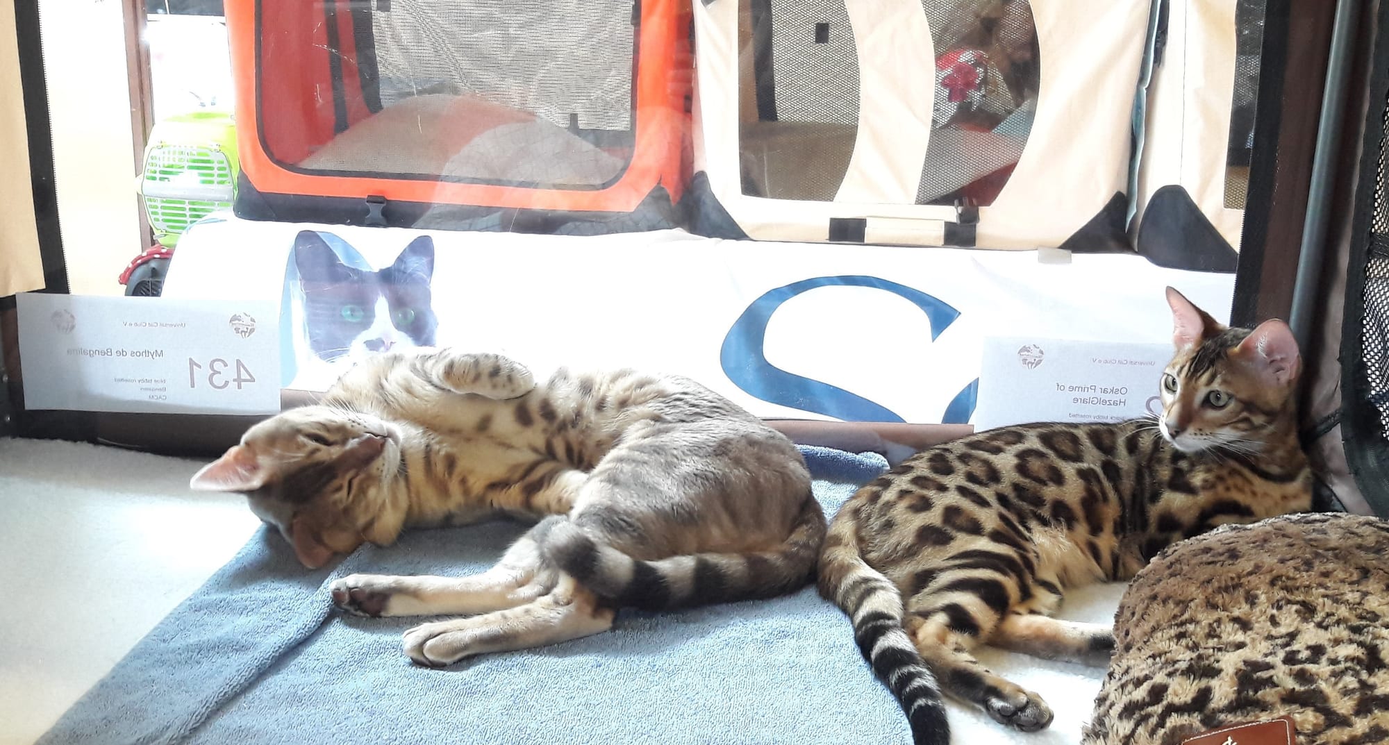 Mythos de Bengalina - Champion du Monde WCF