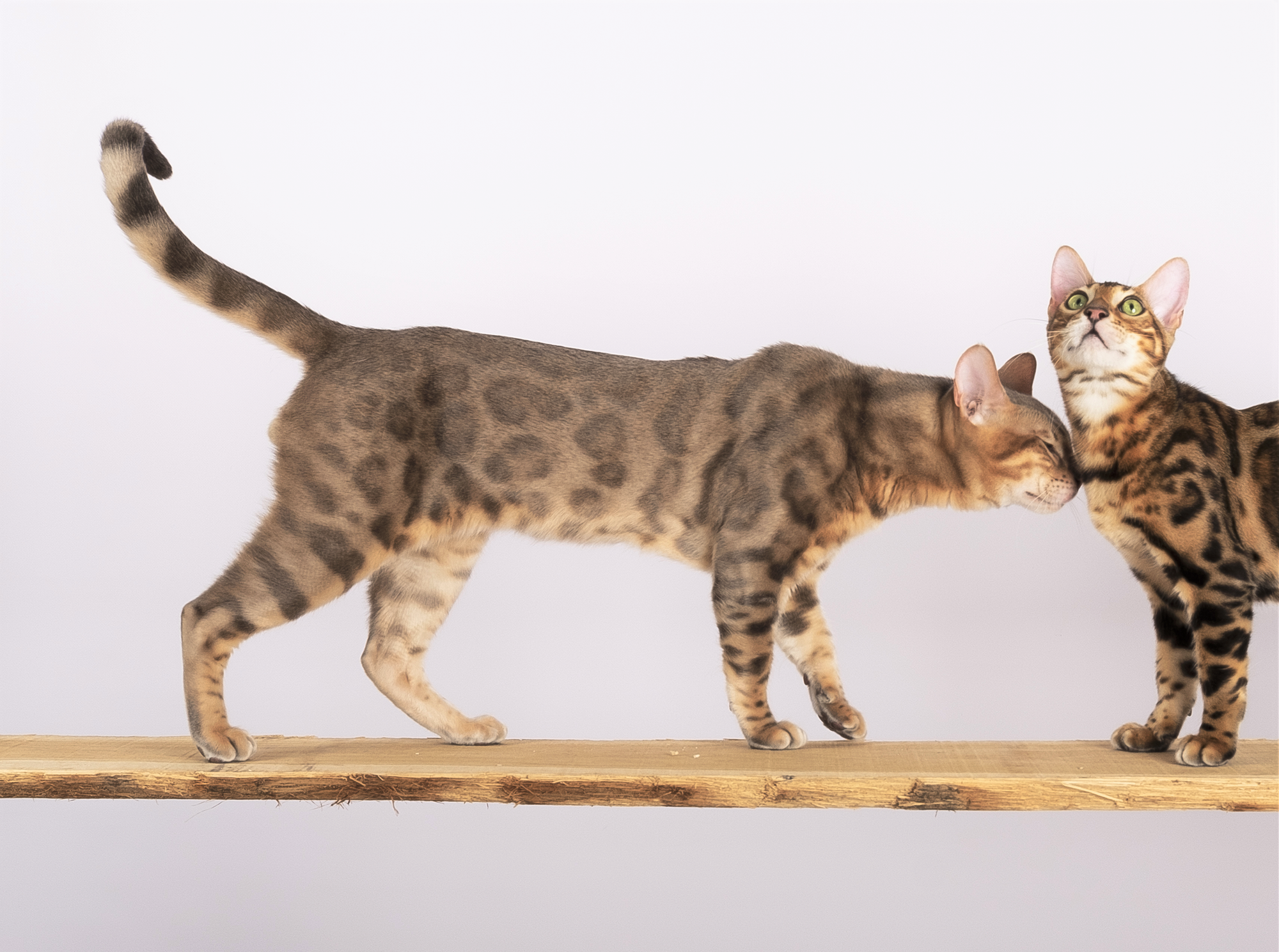 Mythos de Bengalina - Champion du Monde WCF