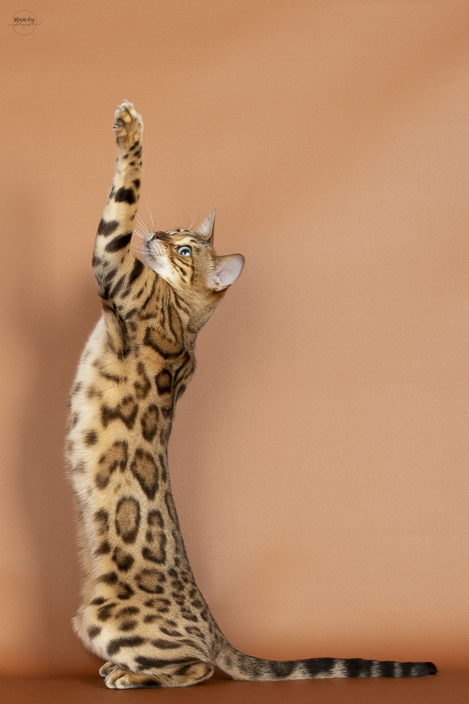 Rainbow PatchofHeaven (Championne Internationale)