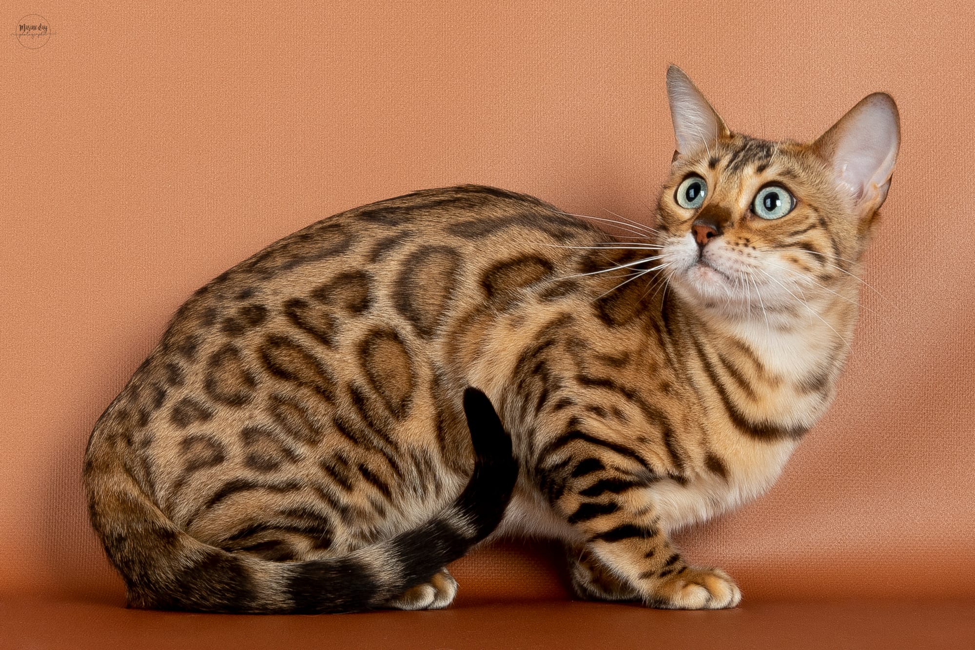 Rainbow PatchofHeaven (Championne Internationale)