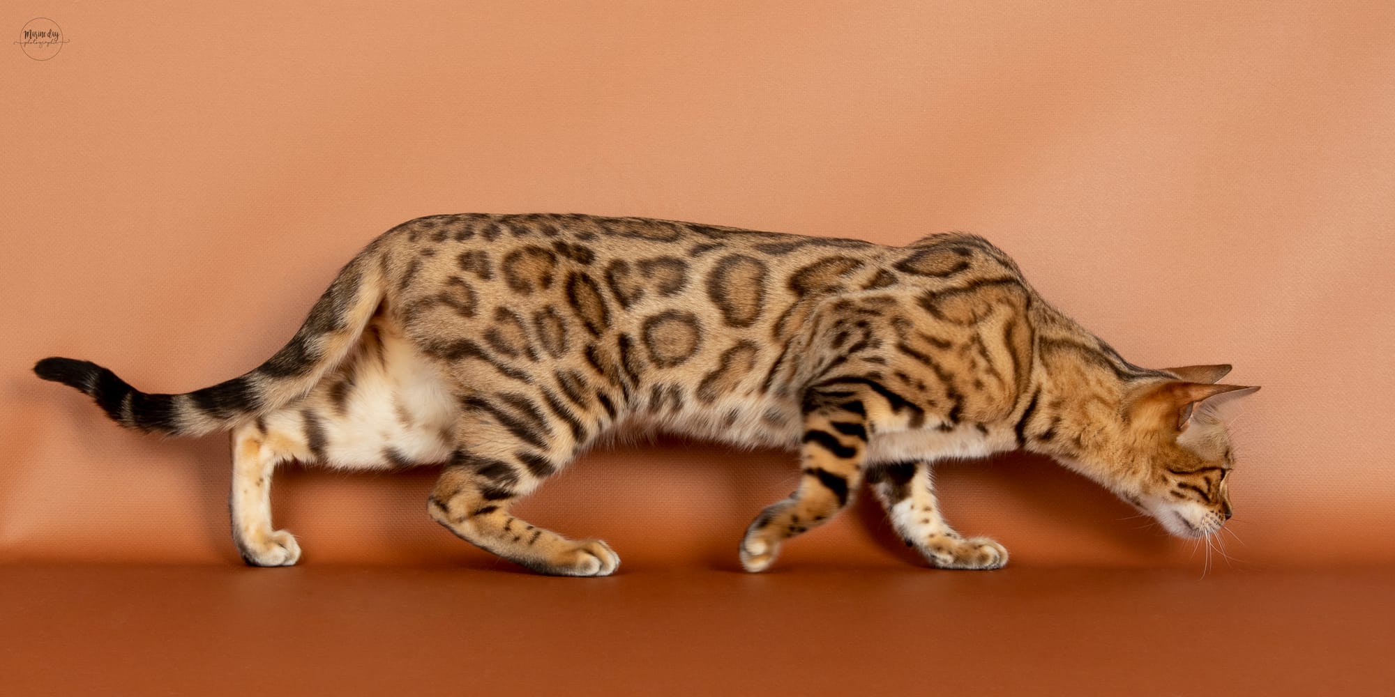 Rainbow PatchofHeaven (Championne Internationale)