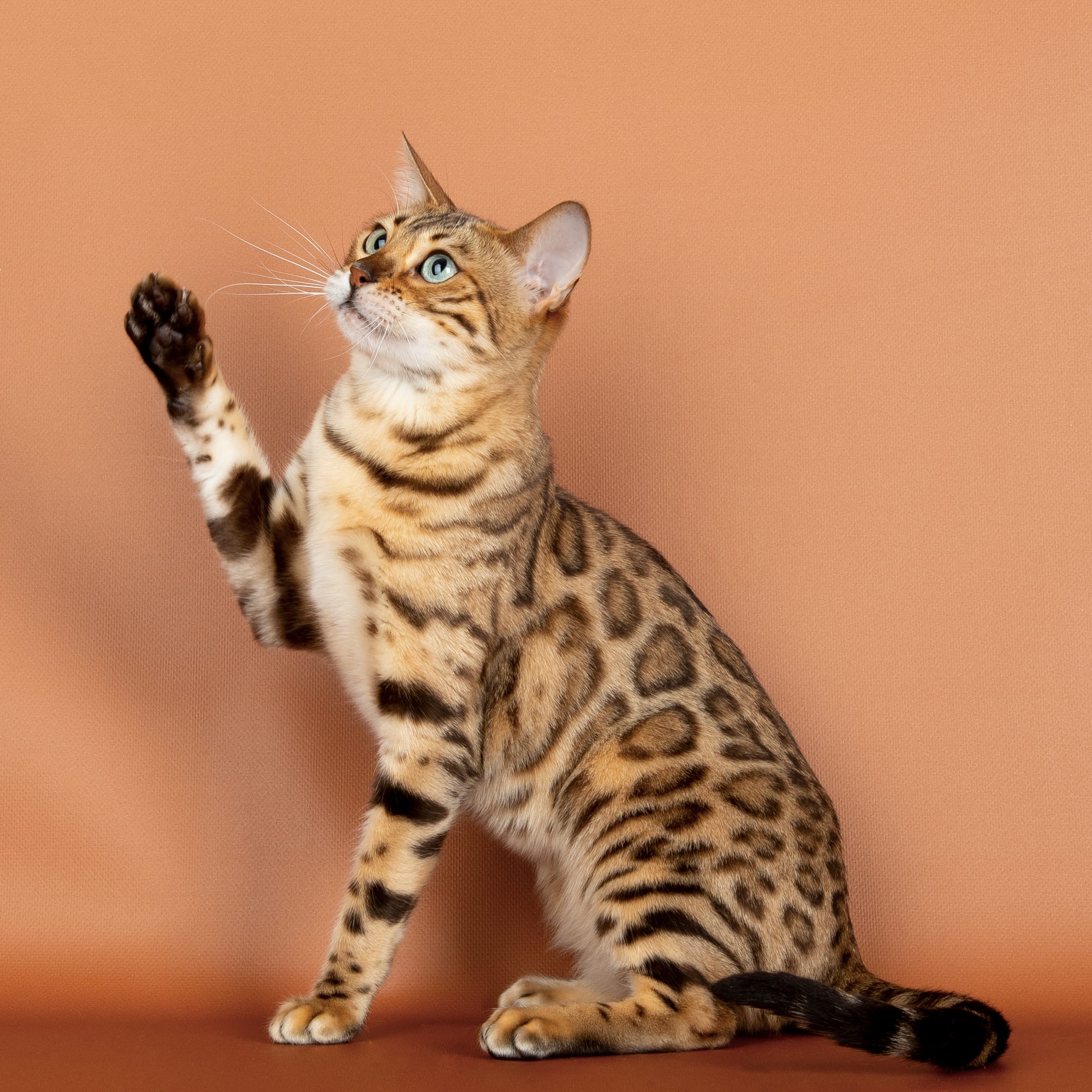 Rainbow PatchofHeaven (Championne Internationale)