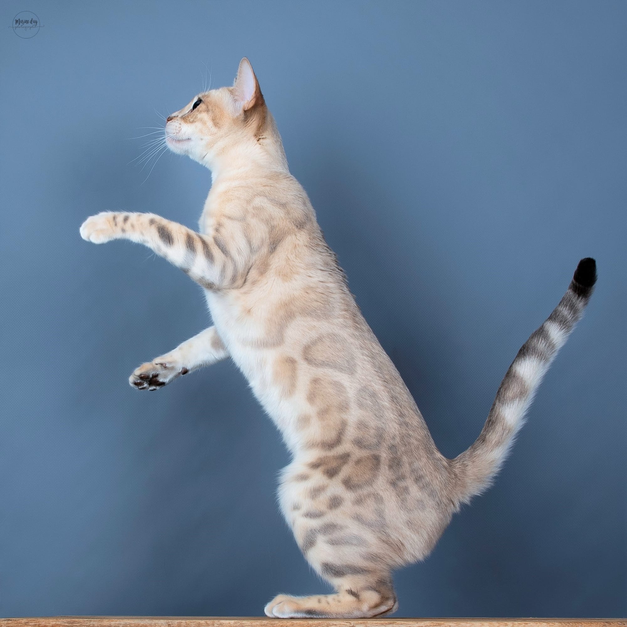 Sky de HazelGlare (Championne Nationale)