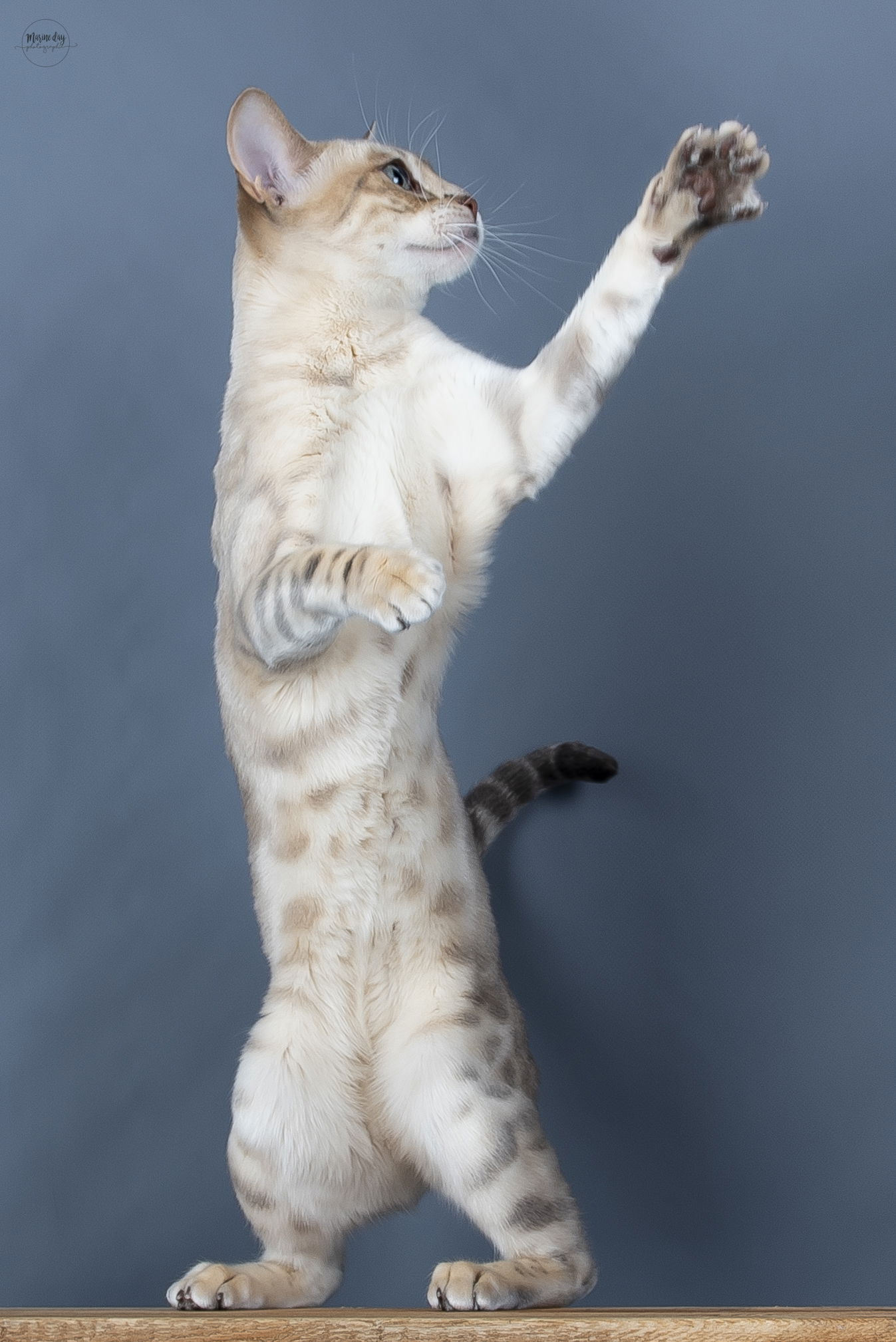 Sky de HazelGlare (Championne Nationale)