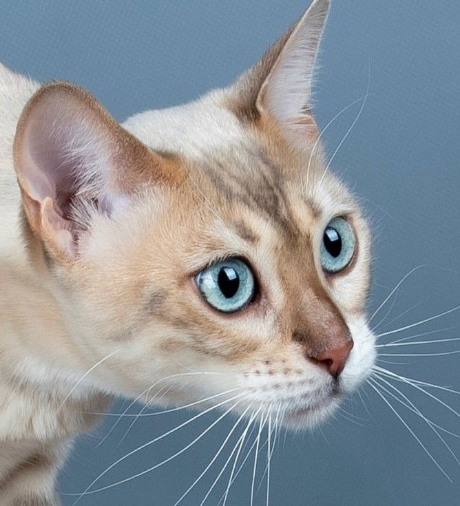 Sky de HazelGlare (Championne Nationale)